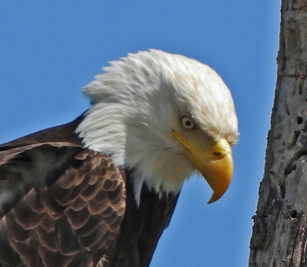 Bald Eagle - ML635718147