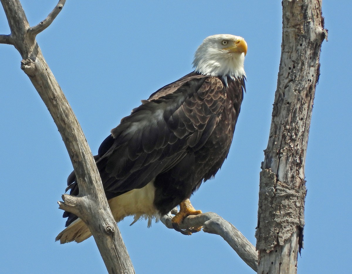 Bald Eagle - ML635718220