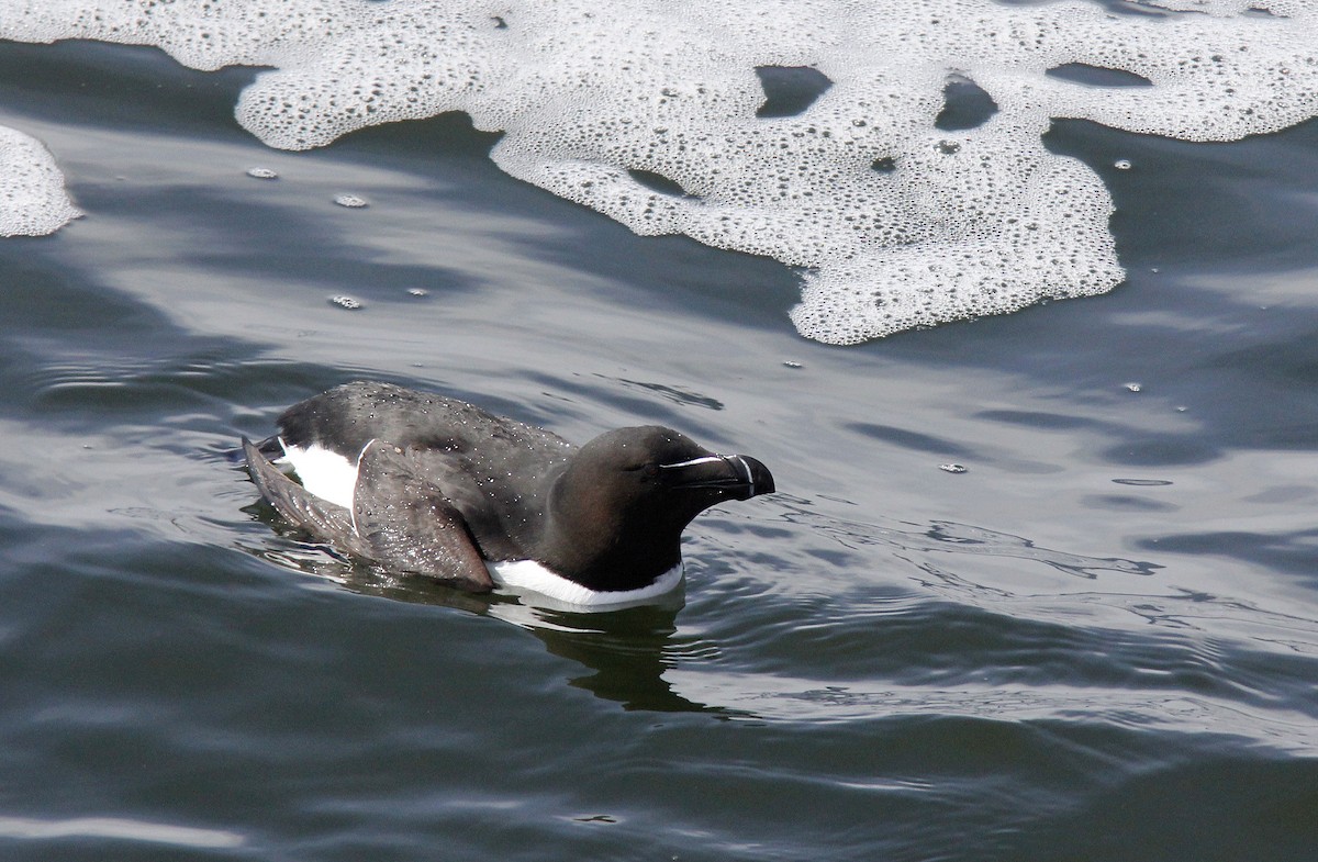 Razorbill - ML635718235