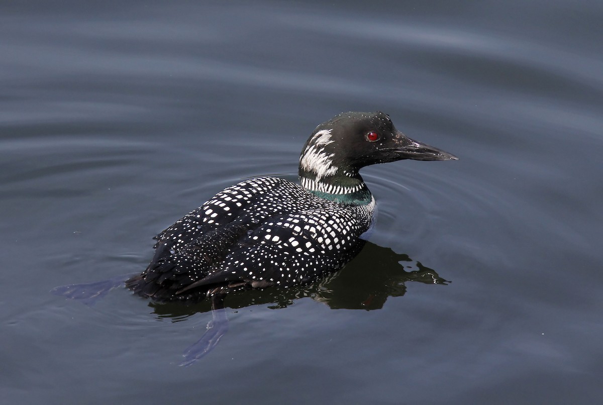 Common Loon - ML635718243