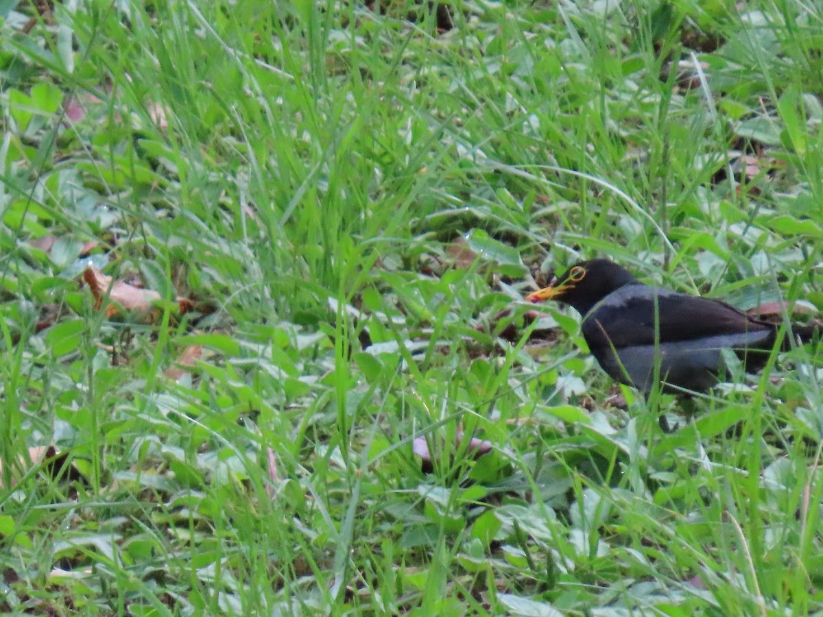 Black-hooded Thrush - ML635718257