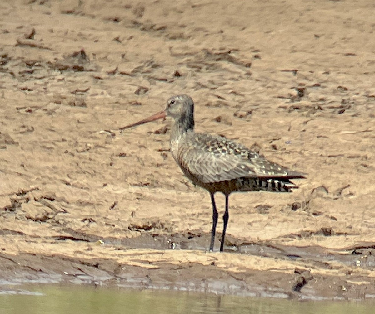 Hudsonian Godwit - ML635718333