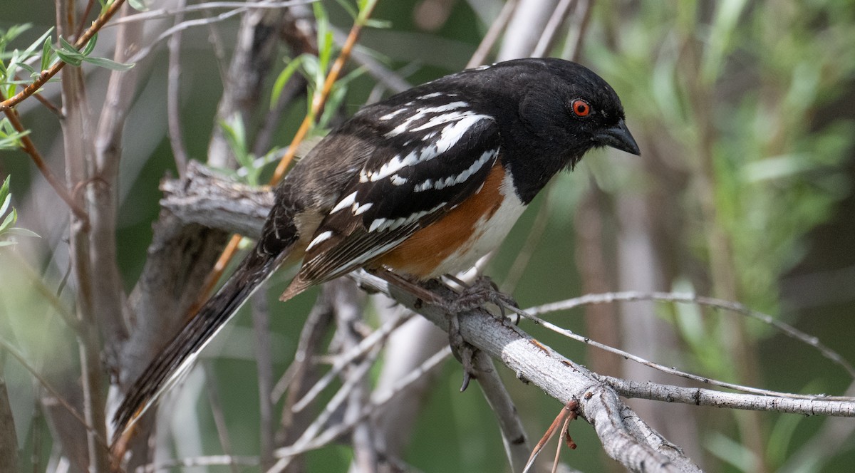 Spotted Towhee - ML635718342