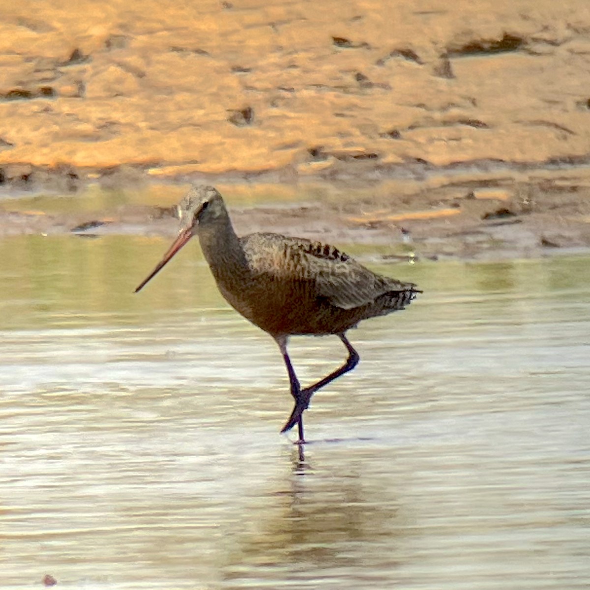 Hudsonian Godwit - ML635718350