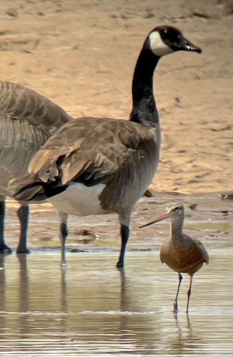 Hudsonian Godwit - ML635718358