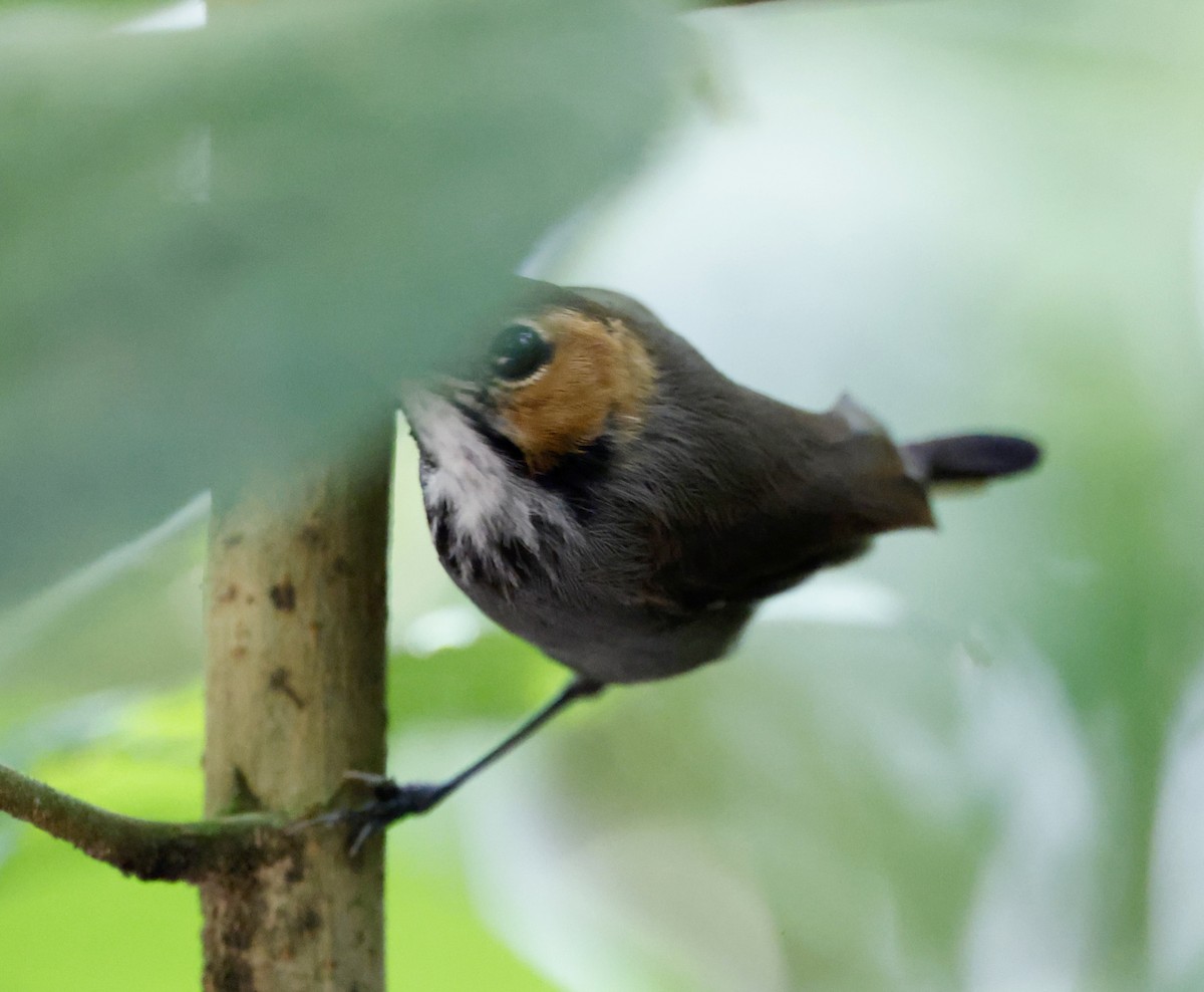 Tawny-faced Gnatwren - ML635718447