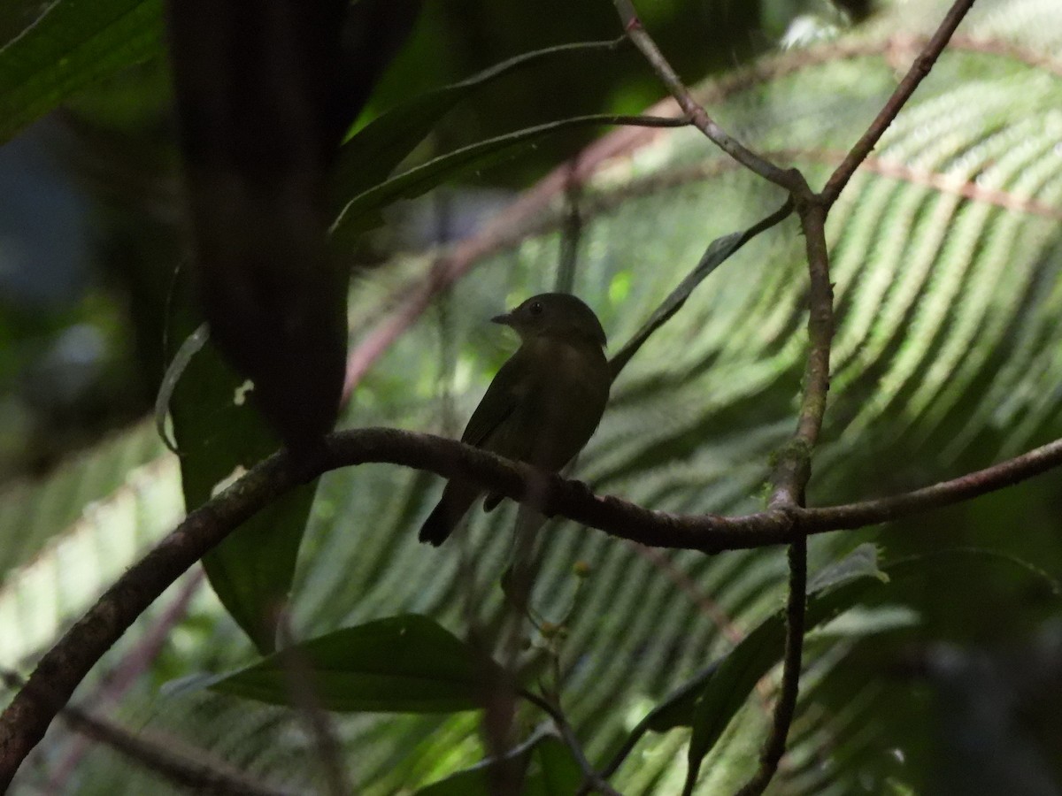 grønnmanakin - ML635718449