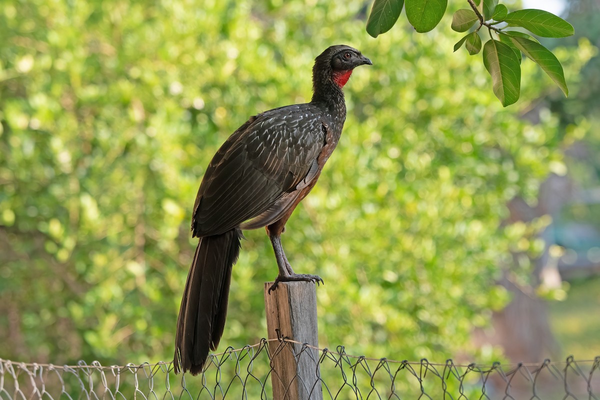 Chestnut-bellied Guan - ML635718581