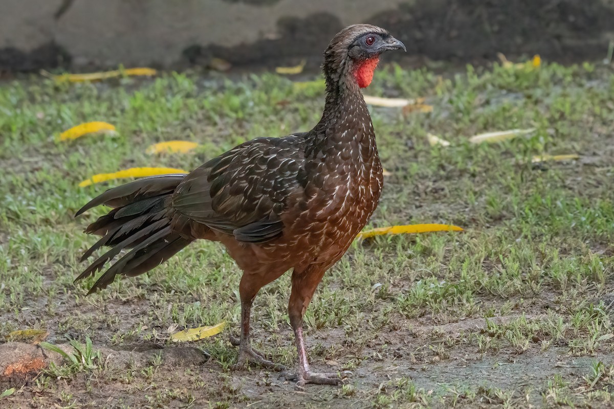 Chestnut-bellied Guan - ML635718585