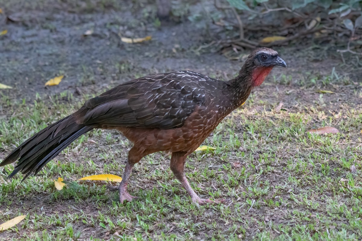 Chestnut-bellied Guan - ML635718586