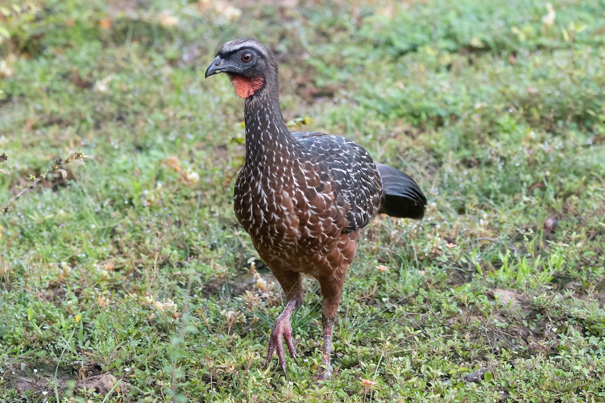 Chestnut-bellied Guan - ML635718587