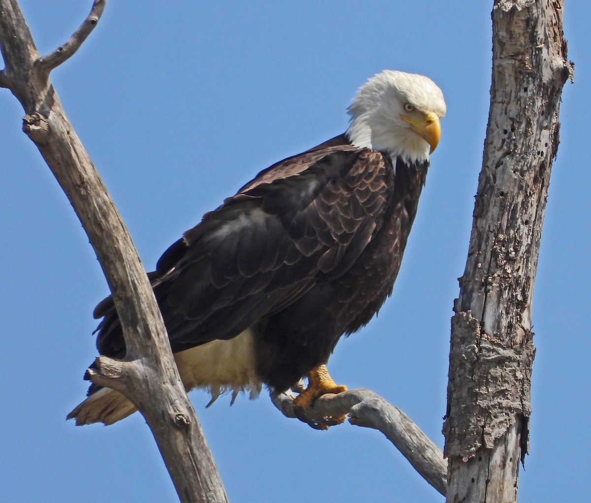 Bald Eagle - ML635718616