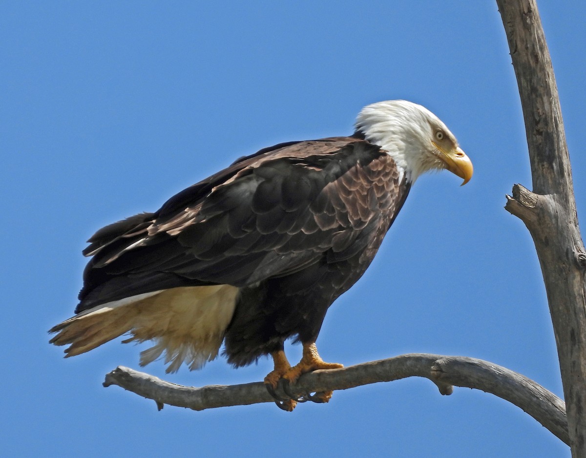 Bald Eagle - ML635718617