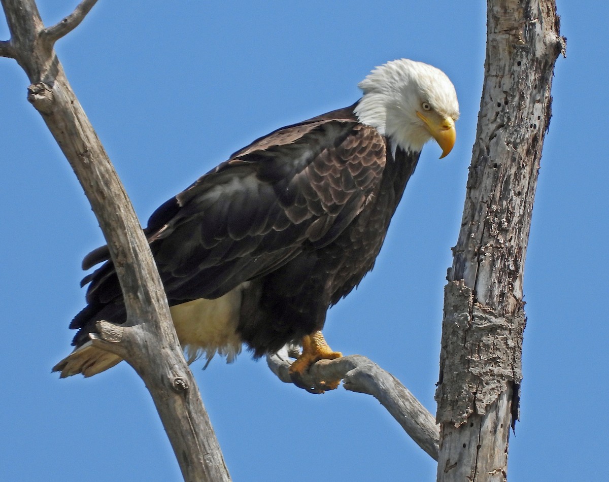Bald Eagle - ML635718618