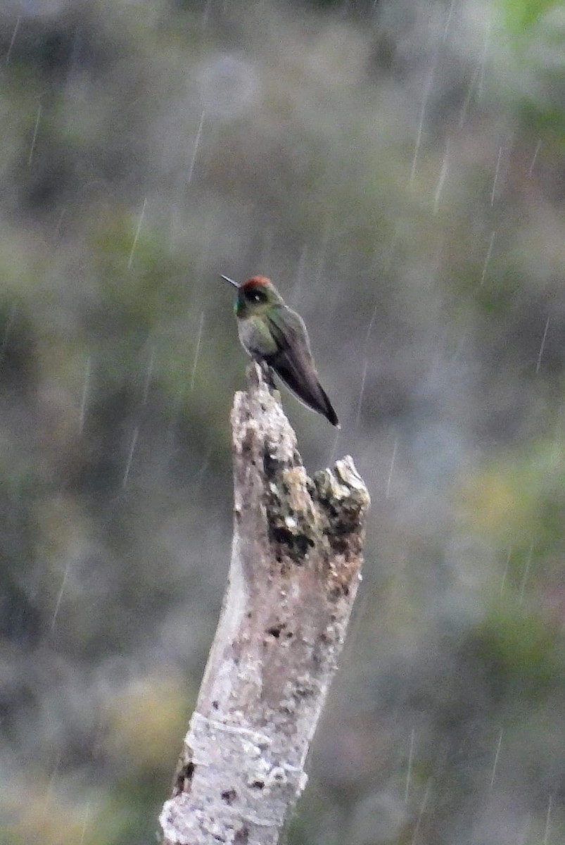 Rufous-capped Thornbill - ML635718636