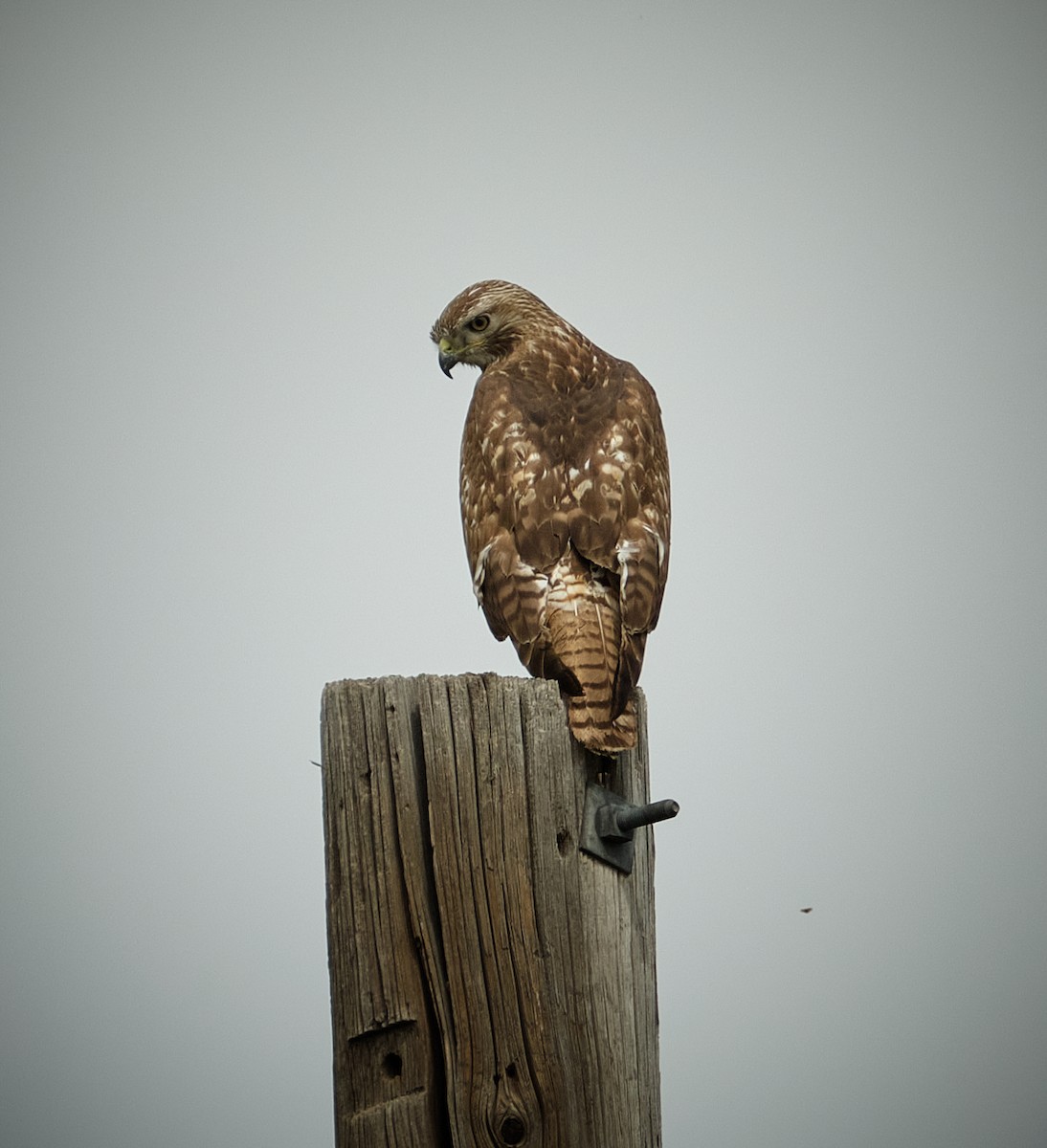 Red-tailed Hawk - ML635718671