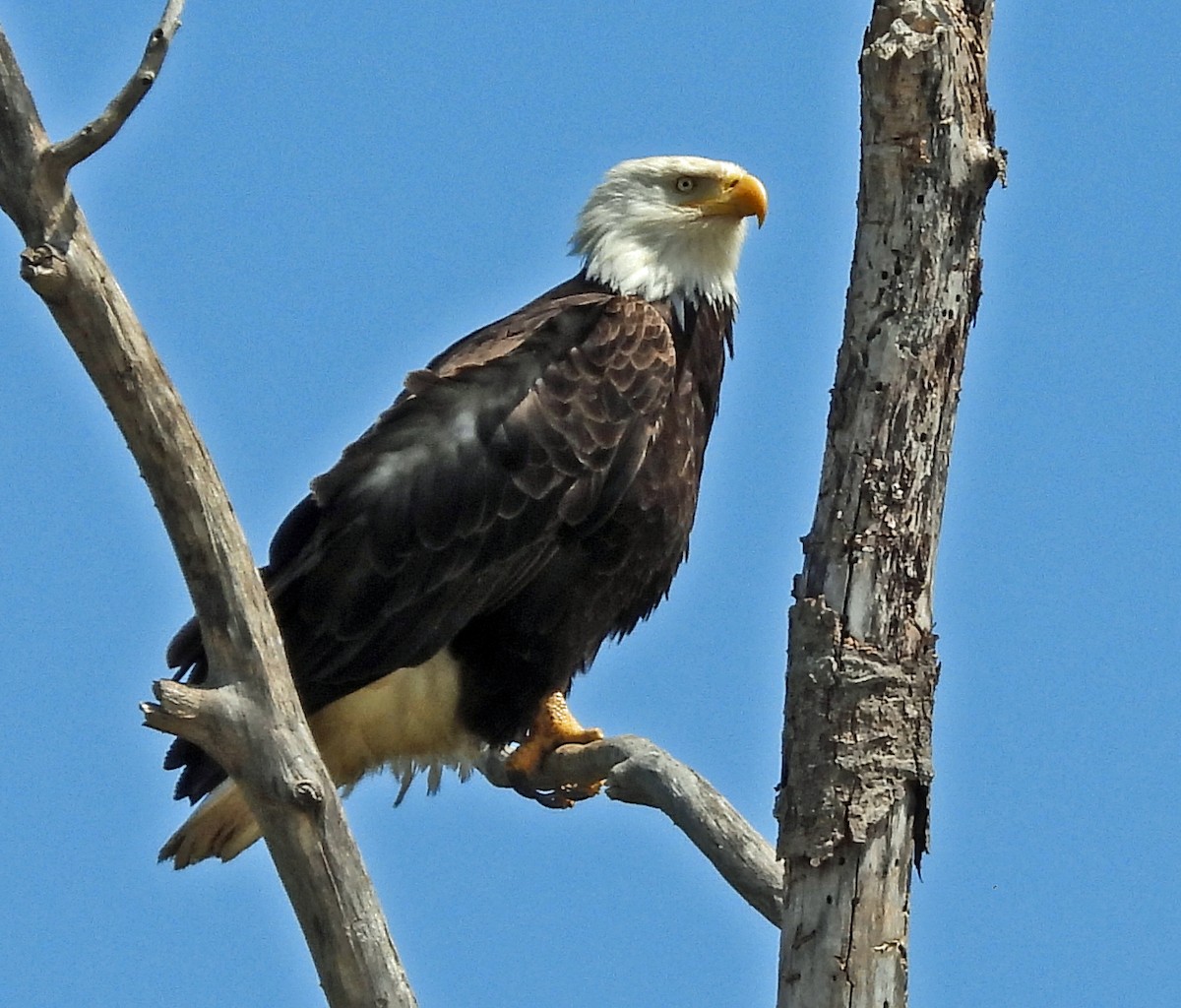 Bald Eagle - ML635718677