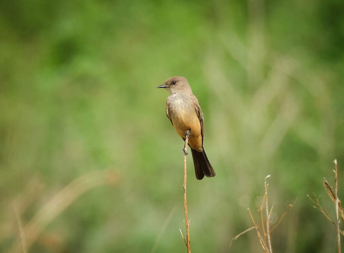 Say's Phoebe - ML635718678