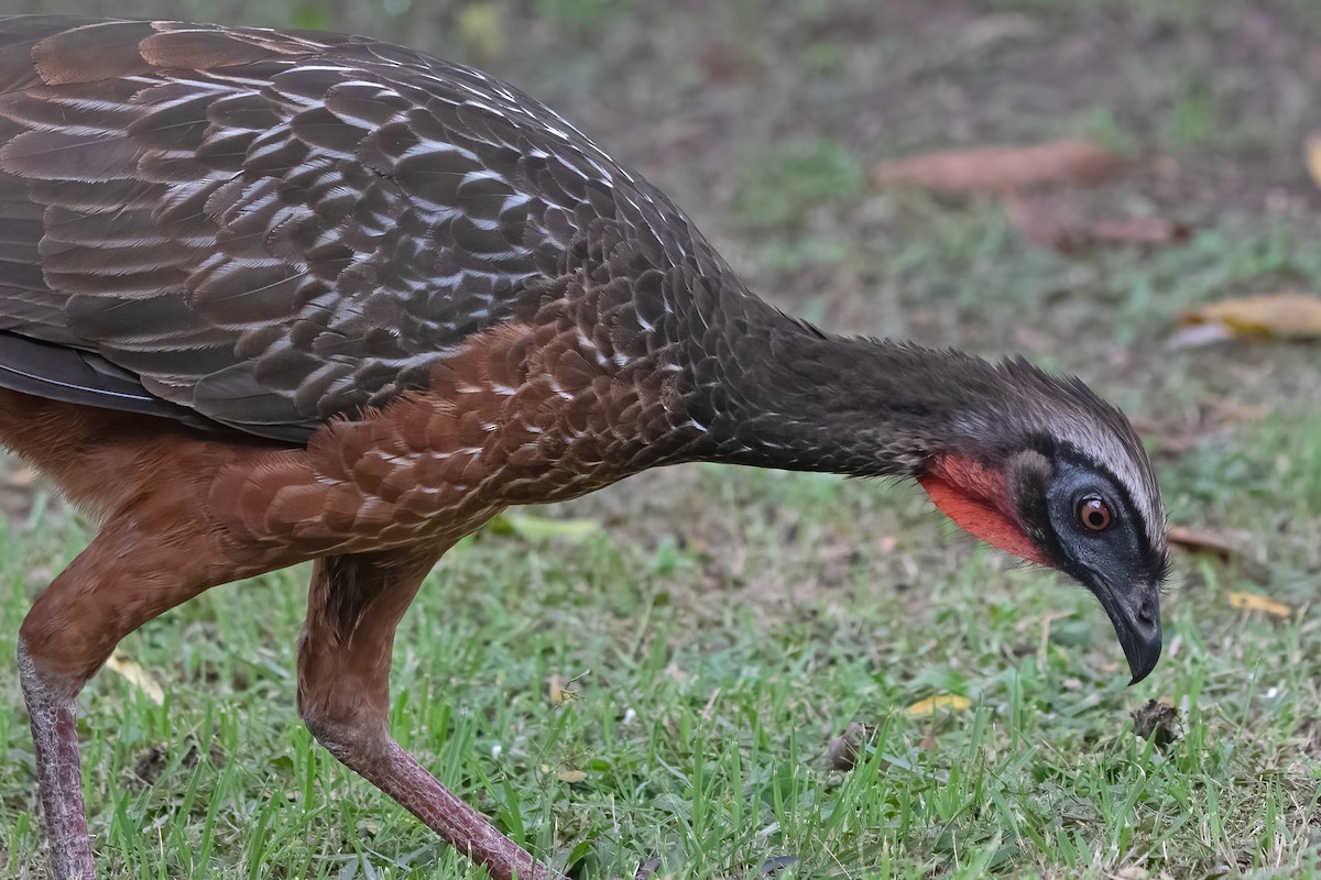 Chestnut-bellied Guan - ML635718682