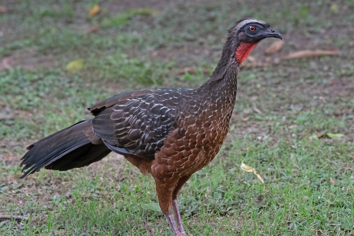Chestnut-bellied Guan - ML635718683