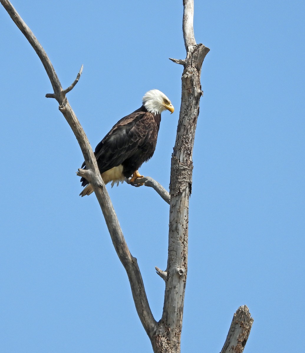 Bald Eagle - ML635718690