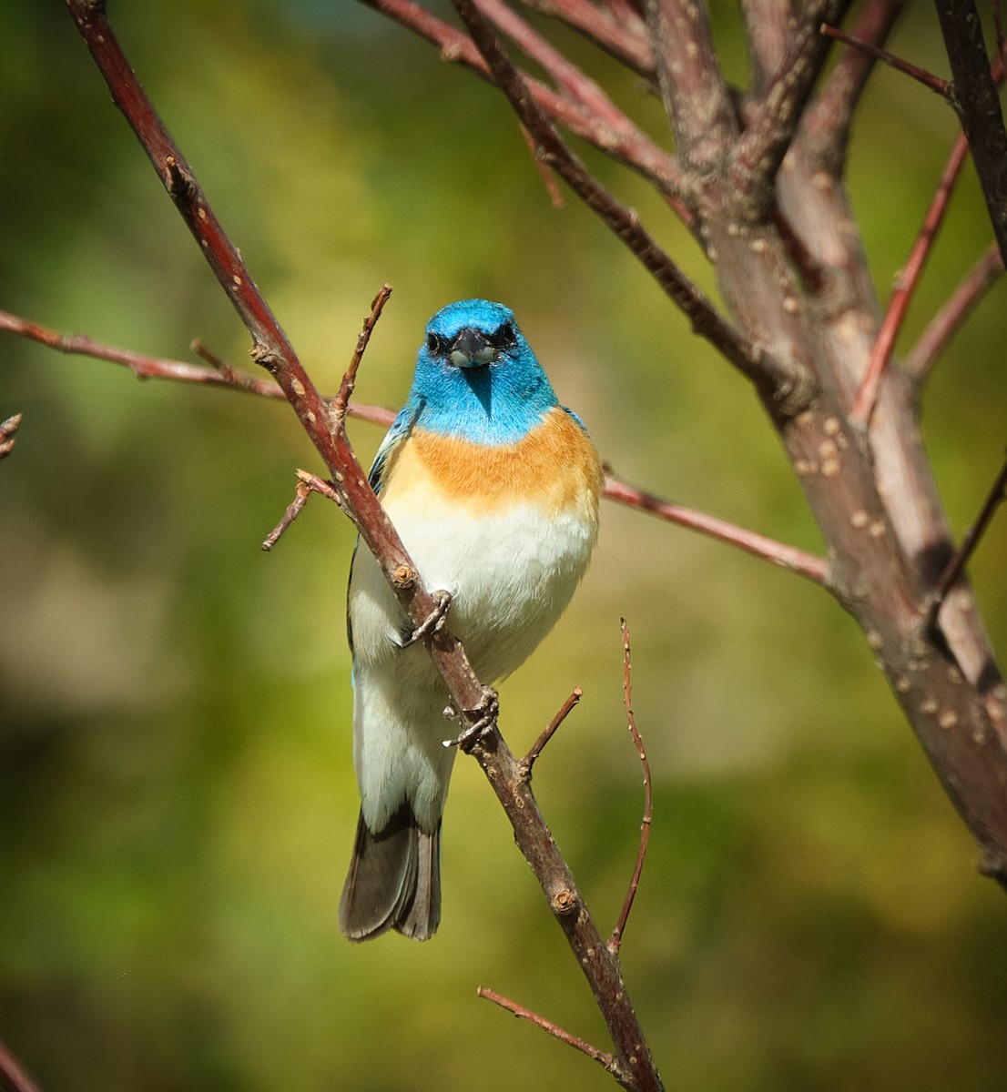 Lazuli Bunting - ML635718730