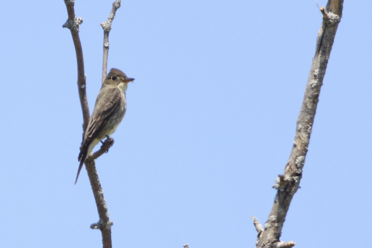 Olive-sided Flycatcher - ML635718866