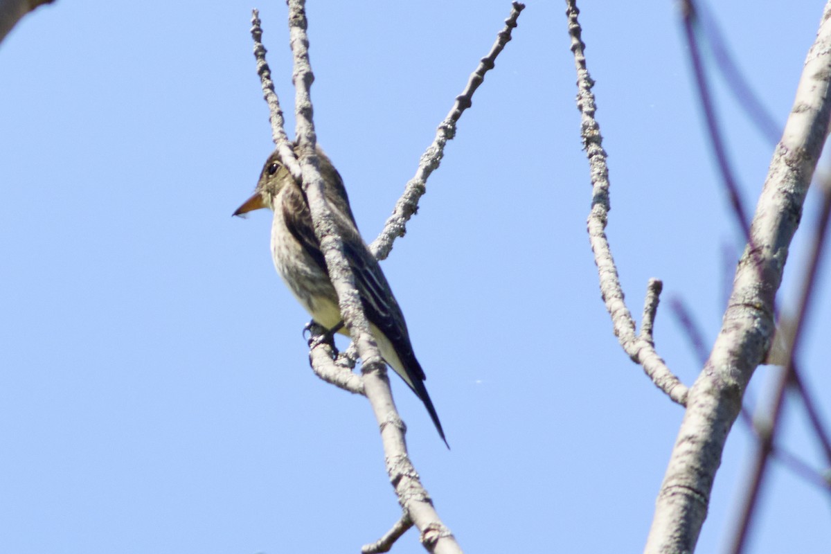 Olive-sided Flycatcher - ML635718867