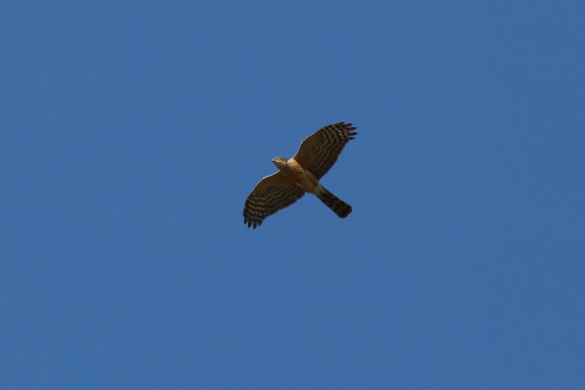 Rufous-breasted Sparrowhawk - ML635718869