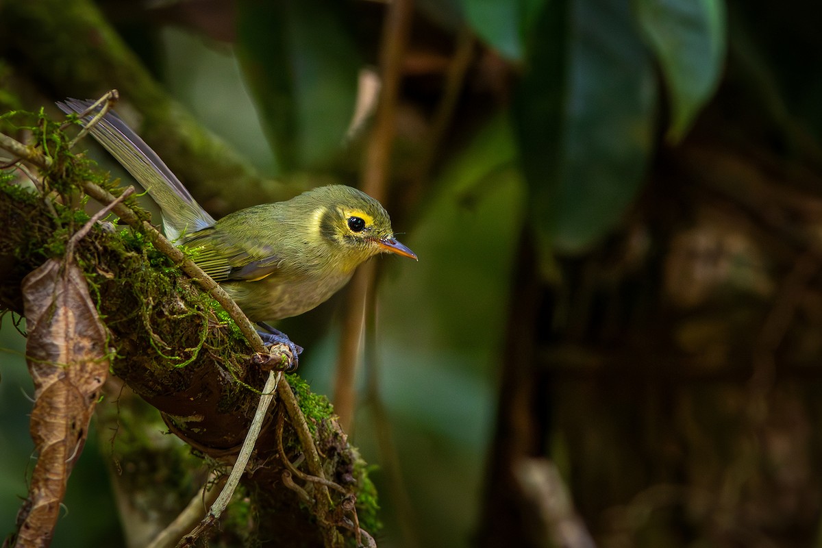 Oustalet's Tyrannulet - ML635718871