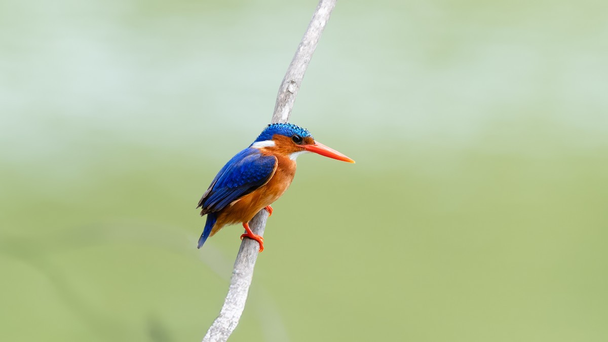 Malachite Kingfisher (Mainland) - ML635718908