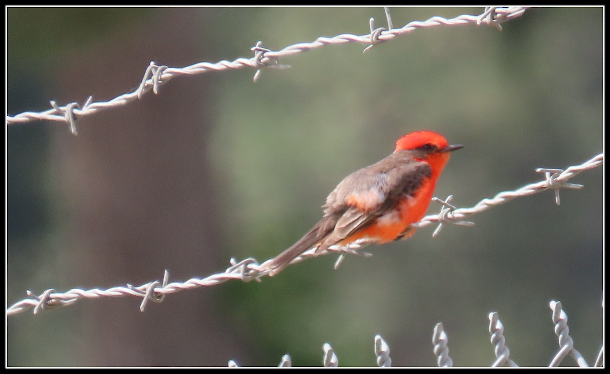 Vermilion Flycatcher - ML635718909