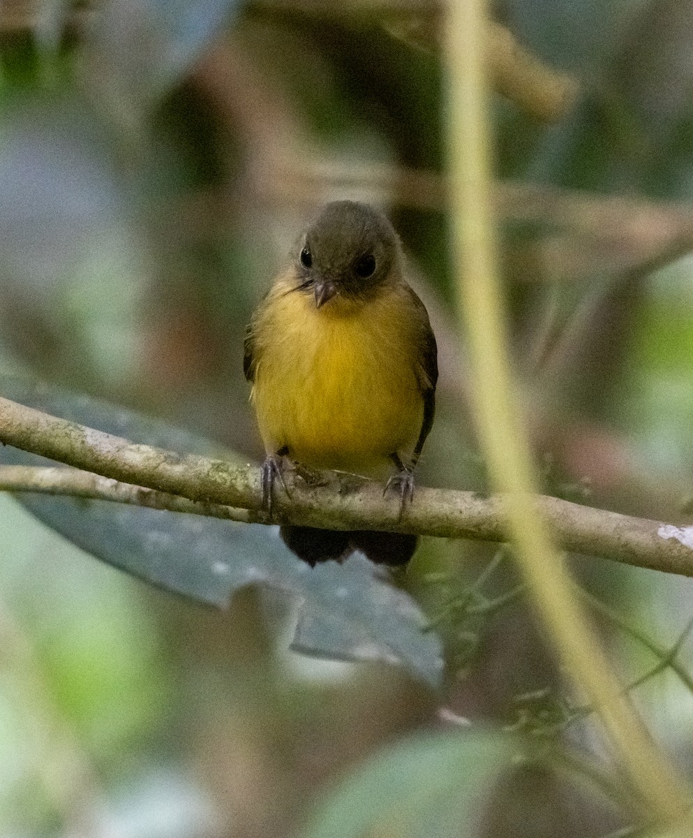Black-tailed Flycatcher - ML635719080