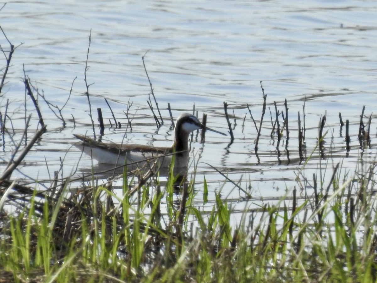 Wilson's Phalarope - ML635719268