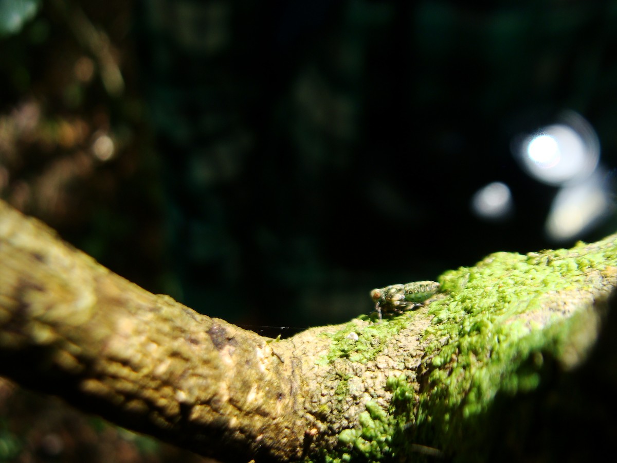 Animals - ML635719426