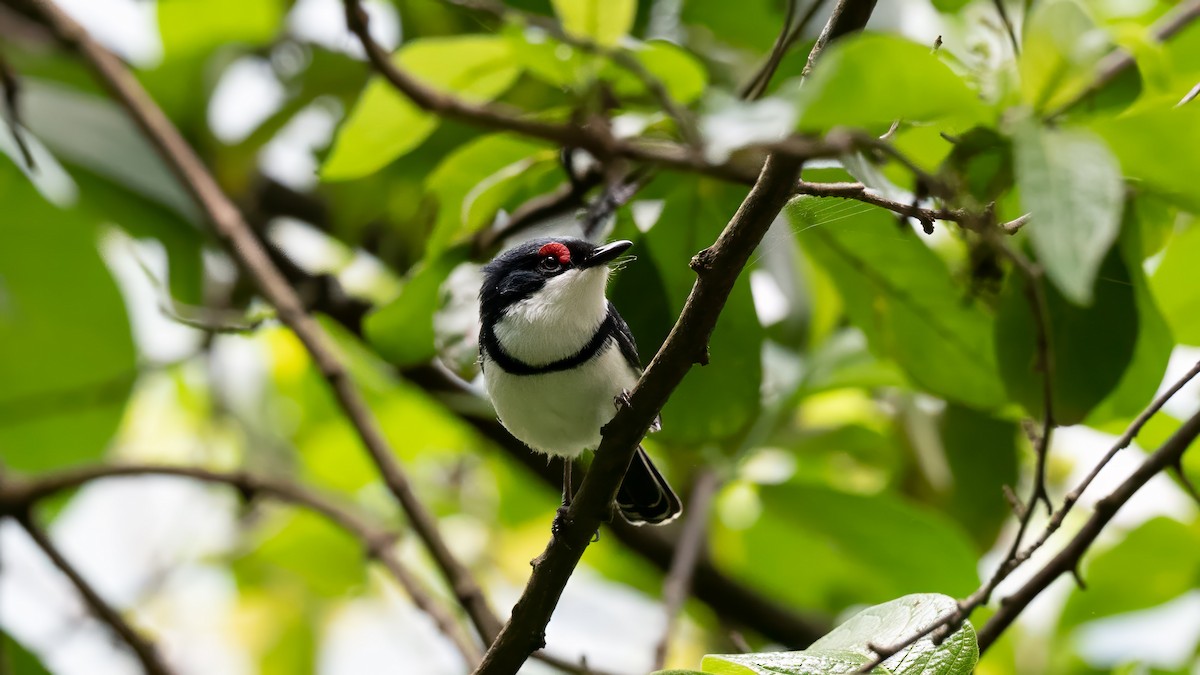 Black-throated Wattle-eye - ML635719443