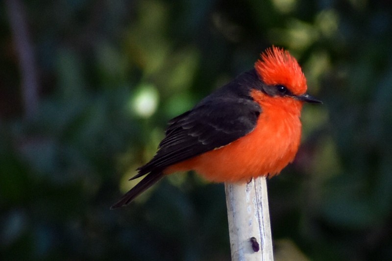 Vermilion Flycatcher - ML635719466