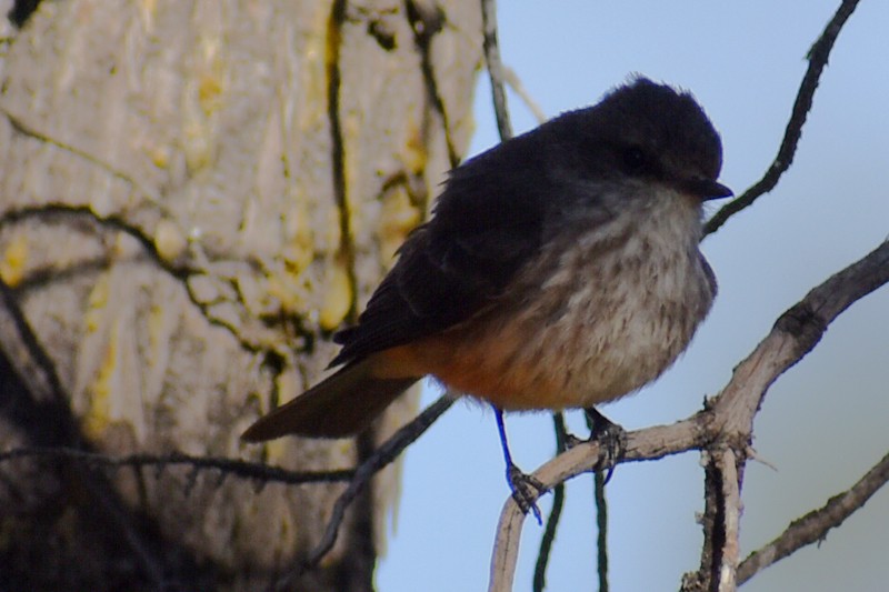 Vermilion Flycatcher - ML635719469