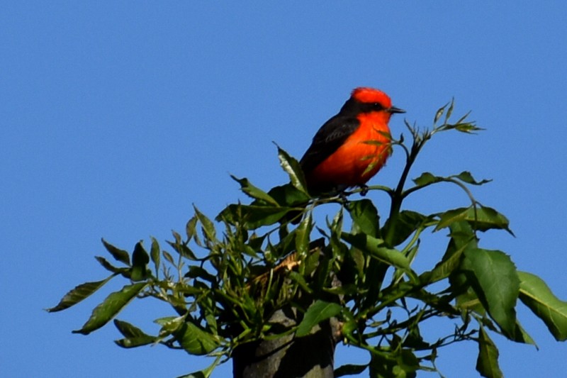 Vermilion Flycatcher - ML635719471