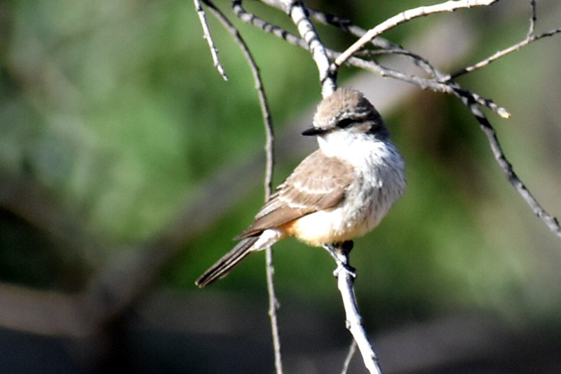 Vermilion Flycatcher - ML635719472