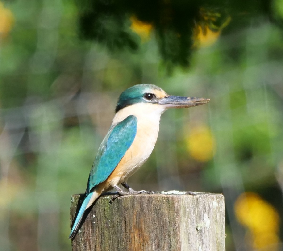 Sacred Kingfisher - ML635719717