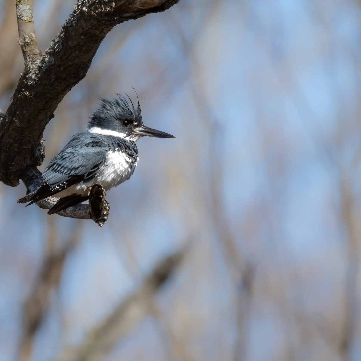 Belted Kingfisher - ML635719786