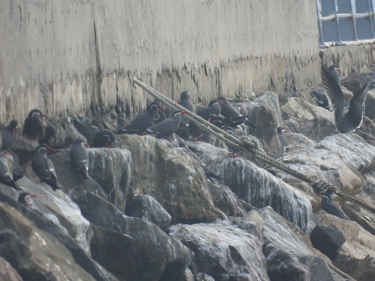 Inca Tern - ML635719787