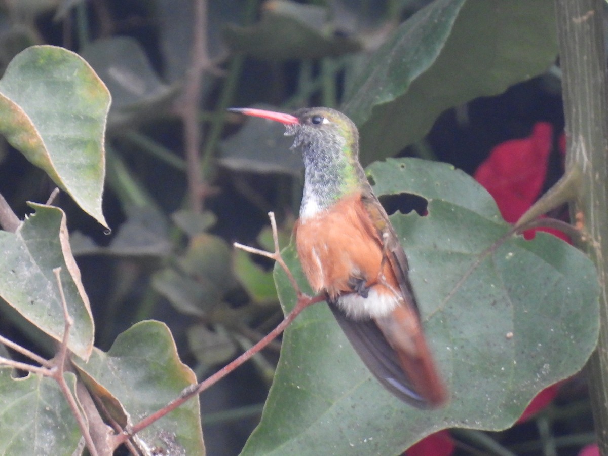 Amazilia Hummingbird - ML635719801