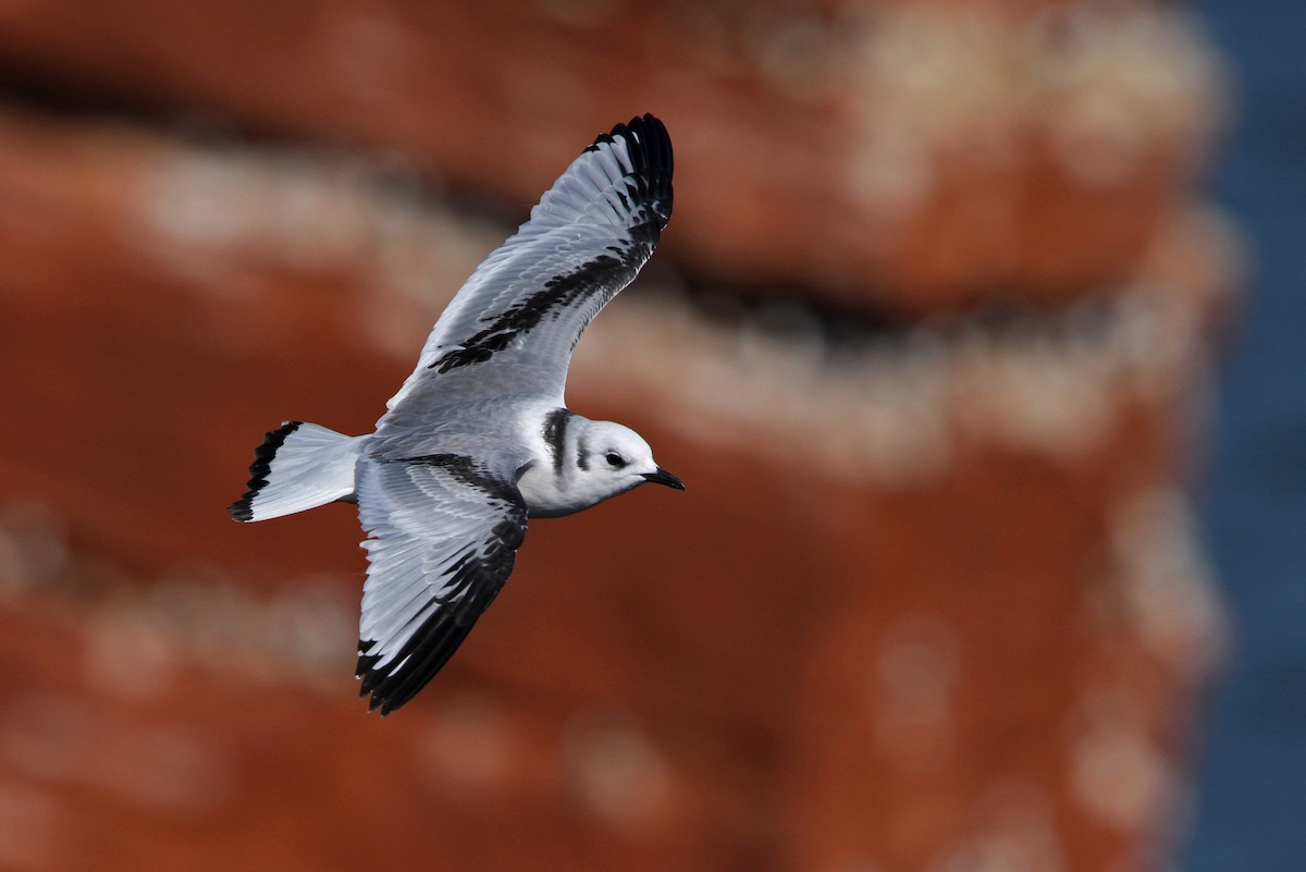 Black-legged Kittiwake (Atlantic) - ML63571981