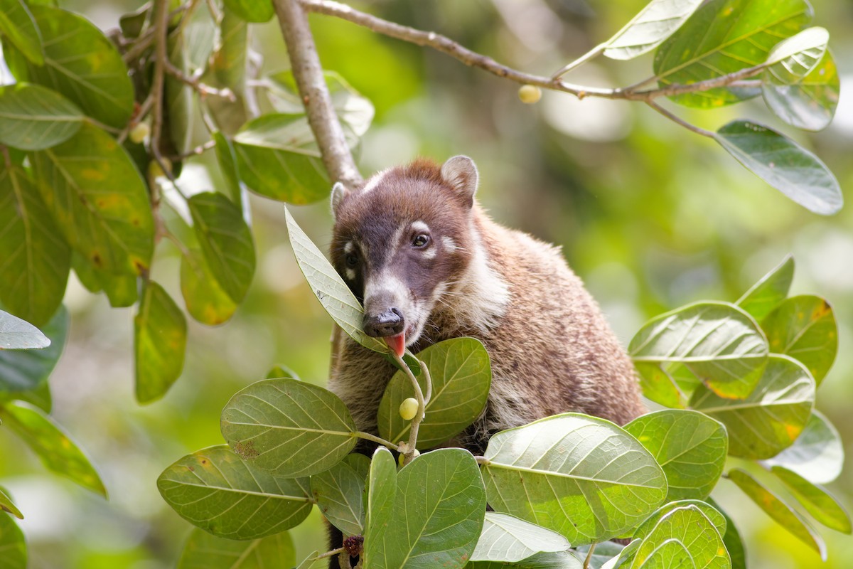 White-nosed Coati - ML635719844