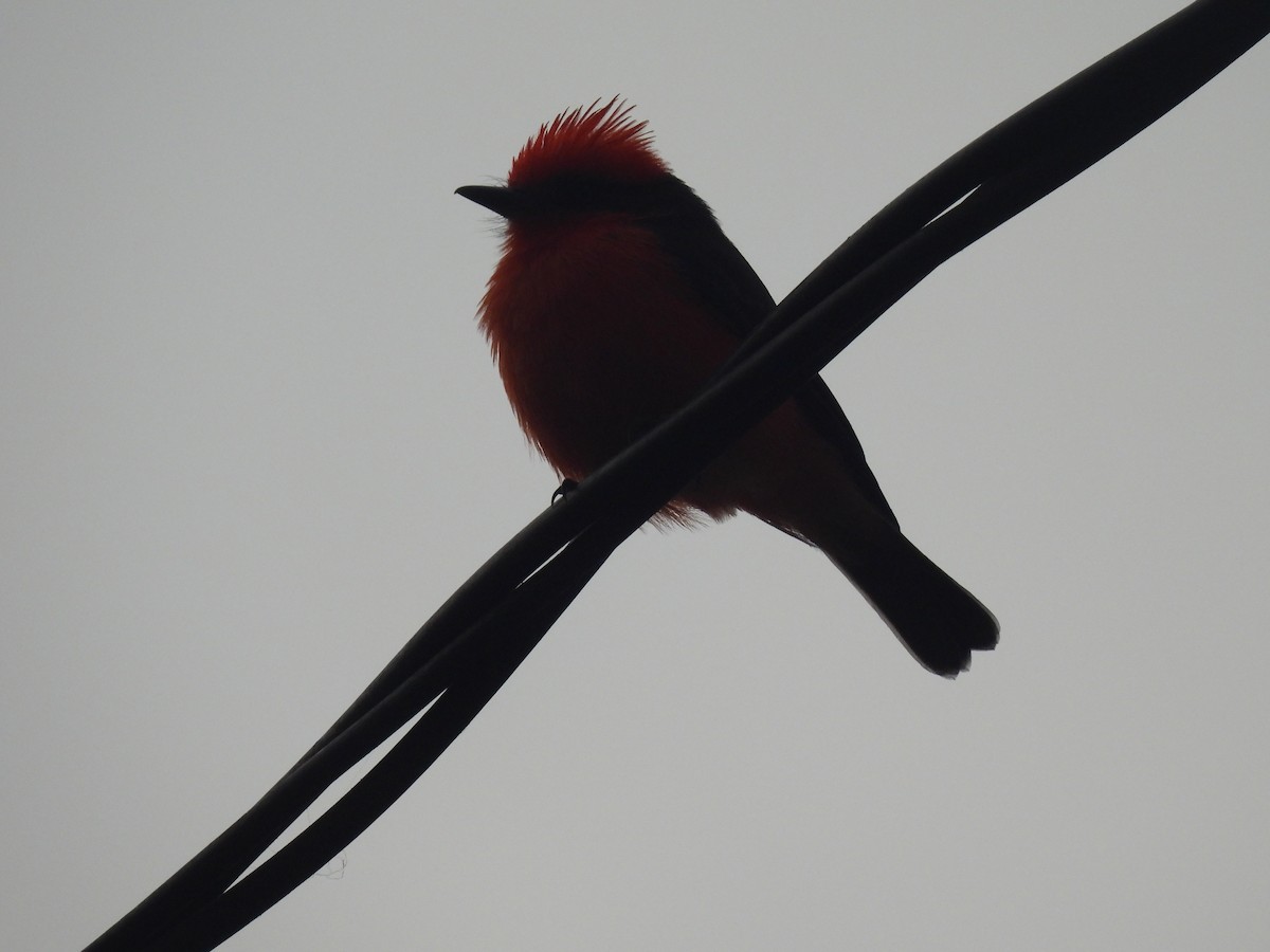 Vermilion Flycatcher - ML635719845