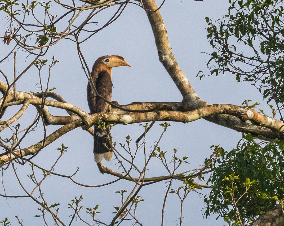 Rusty-cheeked Hornbill - ML635719935