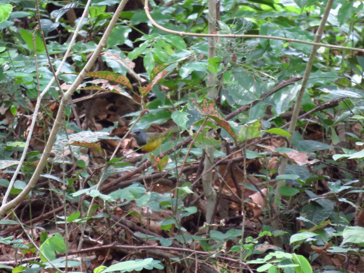Mourning Warbler - ML635720025