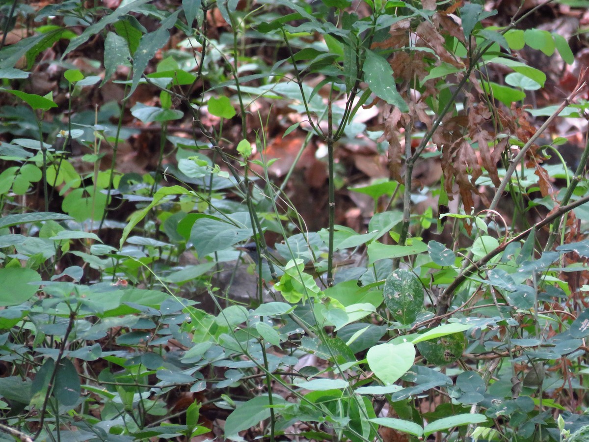 Mourning Warbler - ML635720026